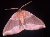 Omizodes complanata